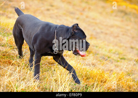 Cane Corso Italiano Hundewiesen im Park im Herbst Stockfoto