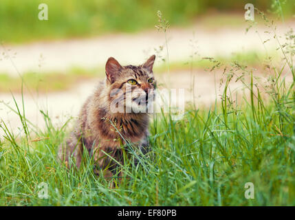 Sibirische Katze zu Fuß auf dem Rasen Stockfoto