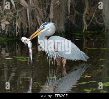 Great Blue Heron Fütterung In Florida Wetlands Stockfoto