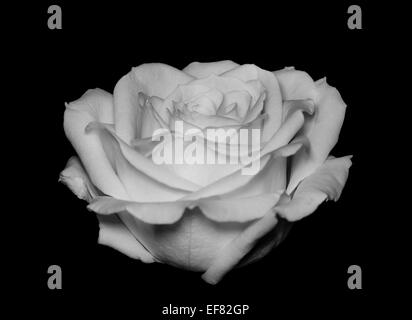 Ein monochromes zeitgenössischen Bild von einer rose Blüte in seiner einfachsten Form. Geeignet, um an einer Wand hängen oder Gnade einen Buchumschlag Stockfoto