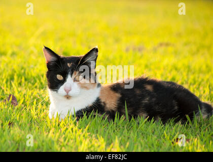 Schöne, bunte Glückskatze Gras bei strahlendem Sonnenschein Stockfoto