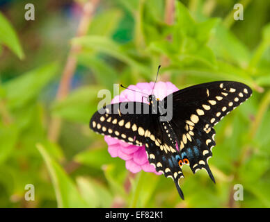 Dorsale Ansicht der östlichen schwarzen Schwalbenschwanz Schmetterling Fütterung auf eine rosa Zinnia Stockfoto