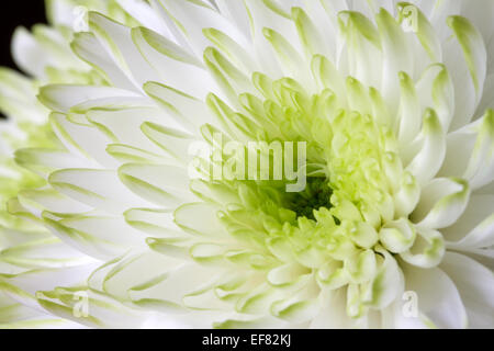 Schließen Sie herauf Bild weiße Chrysantheme Blume Stockfoto