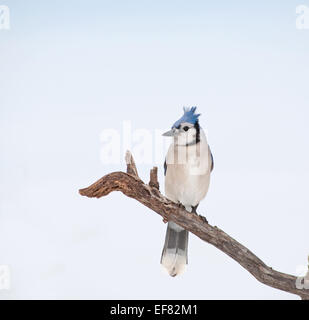 Schöne Blue Jay thront auf einem trockenen Ast gegen bewölktem Himmel Stockfoto