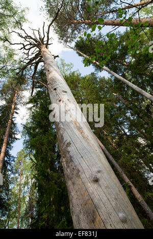 Isolierte große tot stehende Kiefer Stamm ( pinus sylvestris ) , die durch den finnischen Naturschutzgesetz geschützt ist , Finnland Stockfoto