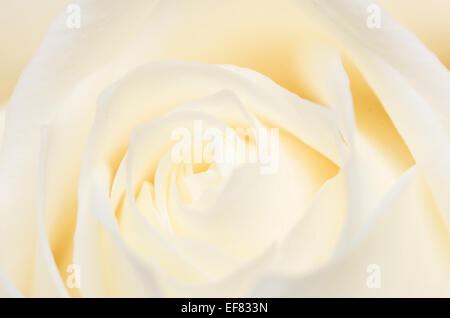 Eine zarte Nahaufnahme des Herzens einer Rose. Ich liebe die Art und Weise die Blütenblätter bilden eine wirbelnde Muster zeichnen das Auge ins Bild. Stockfoto