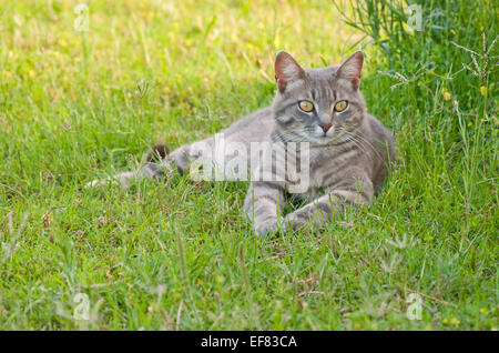 Schöne blau Tabby Kätzchen in Grasgrün Stockfoto