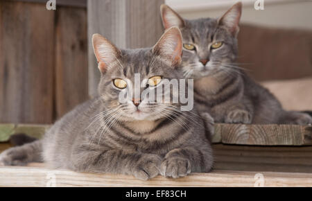 Zwei niedliche blaue Tabby Katzen ruht auf Veranda Stockfoto