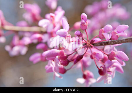 Nahaufnahme des östlichen Redbud Blumen in voller Blüte Stockfoto