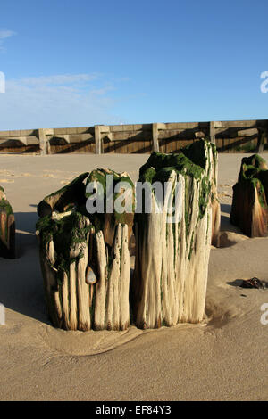 verwitterte und erodierte Meer Verteidigung Walberswick Southwold Suffolk England Stockfoto