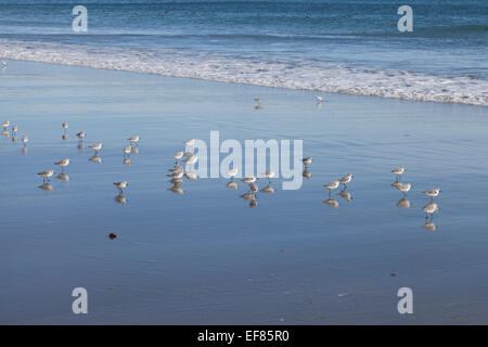 Herde von westlichen Snowy Regenpfeifer laufen entlang Erpel Strand - Point Reyes, Point Reyes National Seashore, Marin County, Kalifornien Stockfoto