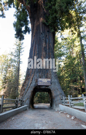 Drive-Thru Tree Park in Leggett - Mendocino County, Vereinigte Staaten Stockfoto