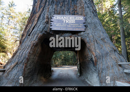 Drive-Thru Tree Park in Leggett - Mendocino County, Vereinigte Staaten Stockfoto