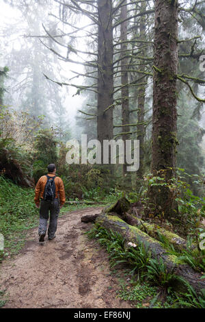 Mann, Wandern auf dem Ossagon Trail - Prairie Creek Redwoods State Park, Humboldt County, North Coast, Kalifornien, USA Stockfoto