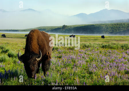 Dies ist ein Bison Beweidung in der Morgendämmerung im Yellowstone-Nationalpark, Wyoming.  Der Monat ist Juli, und die Wildblumen blühen. Stockfoto