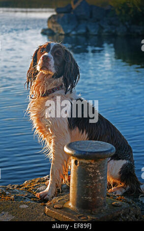 Englisch Springer Spaniel Hund sitzt auf einem Pier am Abend in Tipperary, Irland Stockfoto