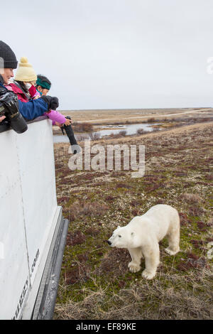 Touristen, Churchill, Manitoba, Kanada anlehnen Tu über Ende des Tundra Buggy zu fotografieren nähert sich Eisbär (Ursus Maritimus) Stockfoto