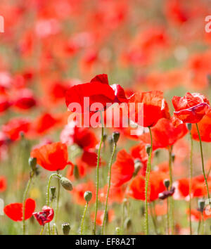 Schöne rote wilden Mohnblumen auf Wiese Stockfoto