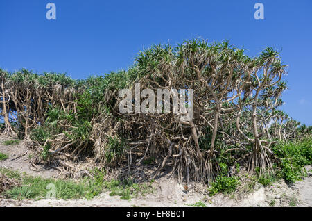 Adan (Pandanus) wachsen auf der Küste von Tokashiki Insel, Okinawa, Japan Stockfoto