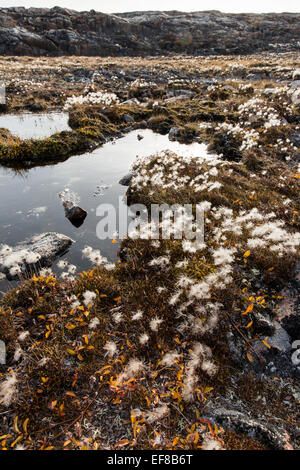 Kanada, Territorium Nunavut, Nachmittagssonne leuchtet Wollgras wächst auf Tundra auf Hafen-Inseln südlich von Polarkreis Stockfoto