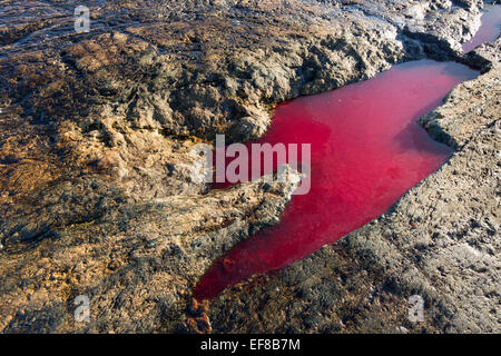 Kanada, liegt Nunavut Territory, Blut von Beluga-Wal (Delphinapterus Leucas) von Iniut Jäger getötet im Pool auf Marmor Islan Stockfoto