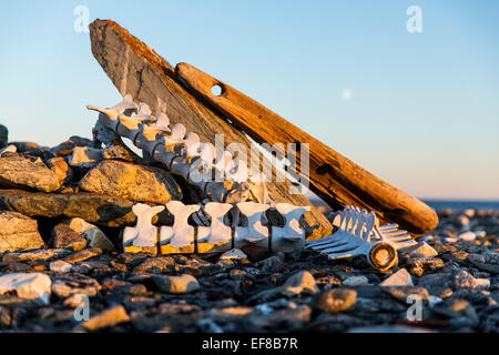 Kanada, Territorium Nunavut, Beluga-Wal Knochen Kennzeichnung Whaler es Grab von 1880 auf Deadman Insel entlang der Hudson Bay Stockfoto