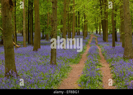 Glockenblumen, Dockey Wald, Ashridge Estate, Hertfordshire, England Stockfoto