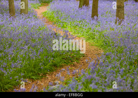 Glockenblumen, Dockey Wald, Ashridge Estate, Hertfordshire, England Stockfoto