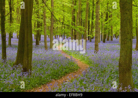 Glockenblumen, Dockey Wald, Ashridge Estate, Hertfordshire, England Stockfoto