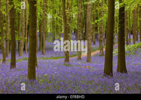 Glockenblumen, Dockey Wald, Ashridge Estate, Hertfordshire, England Stockfoto