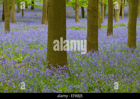 Glockenblumen, Dockey Wald, Ashridge Estate, Hertfordshire, England Stockfoto