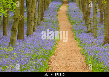 Glockenblumen, Dockey Wald, Ashridge Estate, Hertfordshire, England Stockfoto