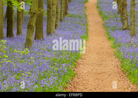 Glockenblumen, Dockey Wald, Ashridge Estate, Hertfordshire, England Stockfoto