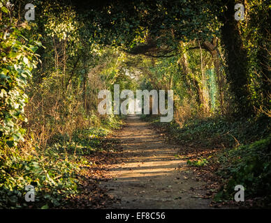 Winter Sonnenlicht dringt durch die Bäume und Sträucher entlang des oberen Randes der Hilsea Linien Befestigungen, Portsmouth, UK Stockfoto