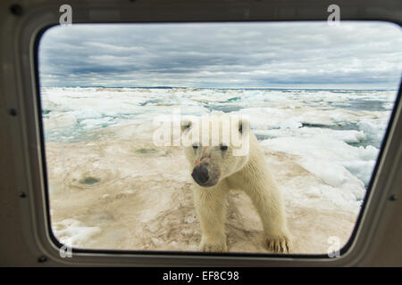 Kanada, sieht Nunavut Territory, Repulse Bay, Eisbär (Ursus Arctos) in Boot-Fenster auf Eisschollen in der gefrorenen Straße in der Nähe von Arctic Stockfoto