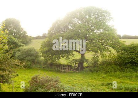 Alte Eiche am Eingang zum Ty Canol alten Wäldern, Pembrokeshire, Wales Stockfoto