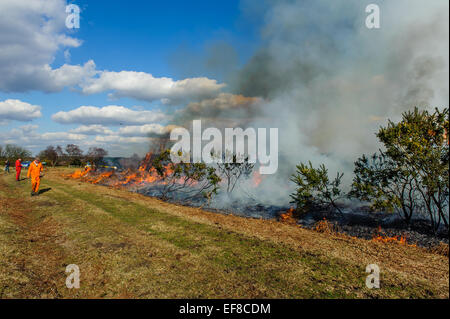 Verbrennung von Ginster auf kontrollierte Weise in der New Forest-Hampshire Stockfoto