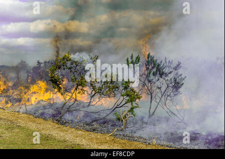 Verbrennung von Ginster auf kontrollierte Weise in der New Forest-Hampshire Stockfoto