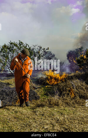 Verbrennung von Ginster auf kontrollierte Weise in der New Forest-Hampshire Stockfoto