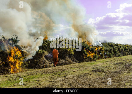 Verbrennung von Ginster auf kontrollierte Weise in der New Forest-Hampshire Stockfoto