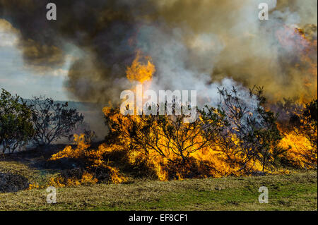 Verbrennung von Ginster auf kontrollierte Weise in der New Forest-Hampshire Stockfoto