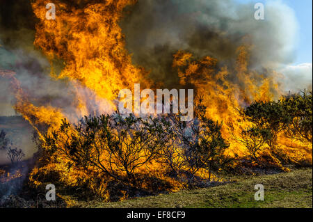 Verbrennung von Ginster auf kontrollierte Weise in der New Forest-Hampshire Stockfoto