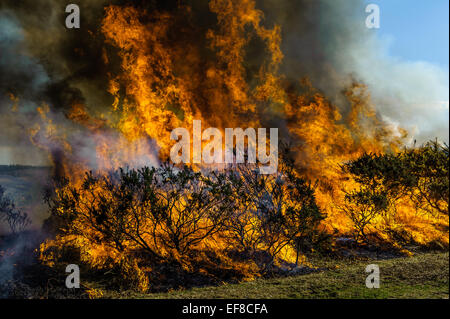 Verbrennung von Ginster auf kontrollierte Weise in der New Forest-Hampshire Stockfoto