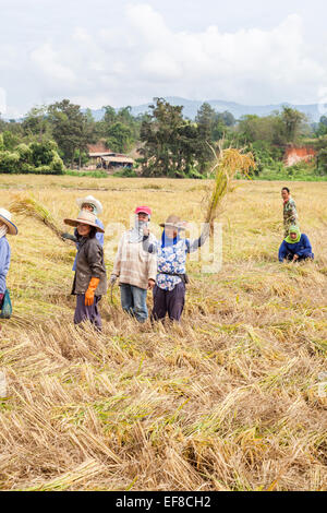 Freundlich, fröhlich lokale Thais, die Ernte Reis aus einem Reisfeld auf einem Bauernhof in Chiang Rai, Thailand Stockfoto