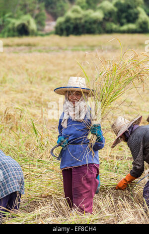 Thai Frau Reis Handernte aus einem Reisfeld auf einem Bauernhof in Chiang Rai, Thailand Stockfoto