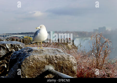 Eine Möwe, die freundlicherweise posiert für Touristen in Niagara Falls an einem kalten Wintertag in Kanada Stockfoto