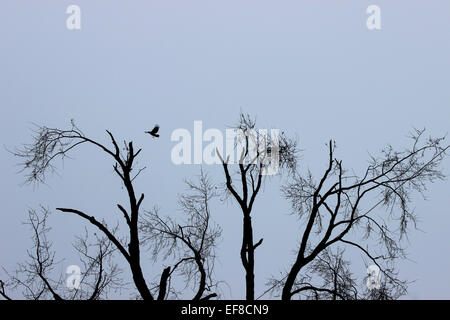 Erfassen einen einsamen Vogel fliegt über den Baumwipfeln einer Winterlandschaft in Kanada Stockfoto