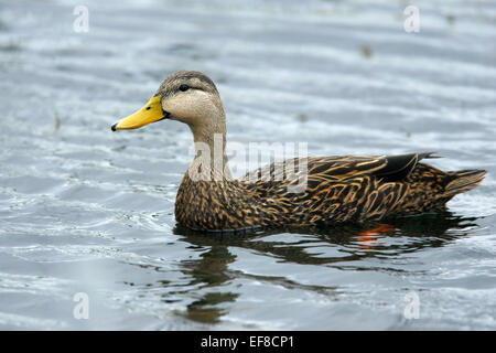 Fleckige Ente - Anas Fulvigula - männlich Stockfoto