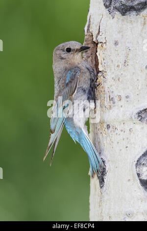 Bluebird Mountain - Sialia Currucoides - weiblich Stockfoto