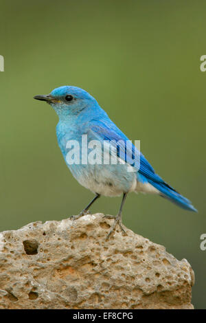 Bluebird Mountain - Sialia Currucoides - männlich Stockfoto